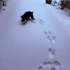 arielle_bernese